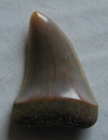 Carcharodon hastalis Agassiz, 1843 